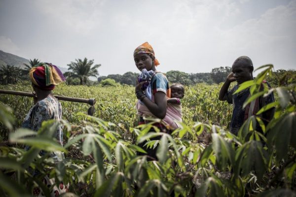 Personas desplazadas internas trabajan la tierra en el marco de un programa agrícula en República Democráctica del Congo. Foto: © ACNUR/John Wessels