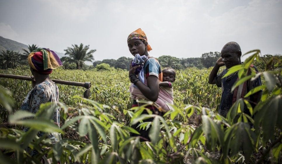 Personas desplazadas internas trabajan la tierra en el marco de un programa agrícula en República Democráctica del Congo. Foto: © ACNUR/John Wessels