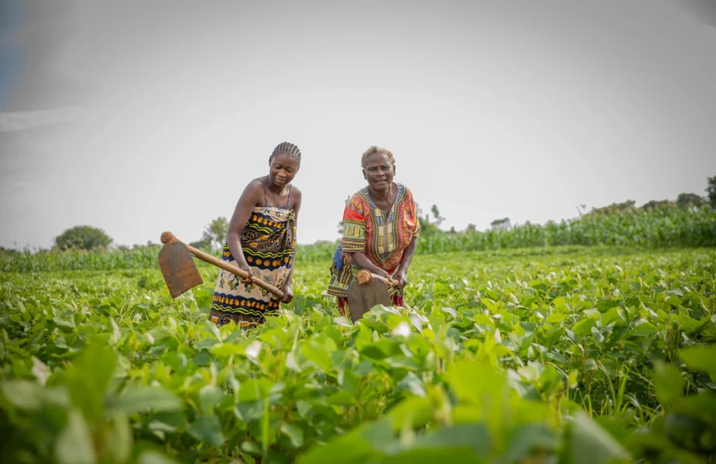 Mwaka Sangwa (a la derecha), una refugiada congoleña que llegó a Zambia hace 32 años, cultiva 10 hectáreas de tierra en el asentamiento de refugiados de Meheba y da empleo a otras personas refugiadas y a zambianos locales.