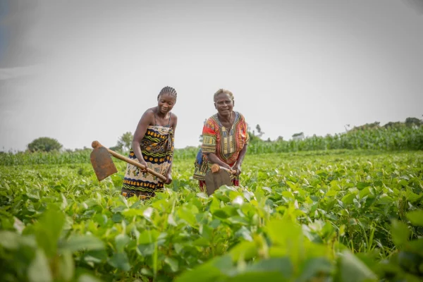 Mwaka Sangwa (a la derecha), una refugiada congoleña que llegó a Zambia hace 32 años, cultiva 10 hectáreas de tierra en el asentamiento de refugiados de Meheba y da empleo a otras personas refugiadas y a zambianos locales.